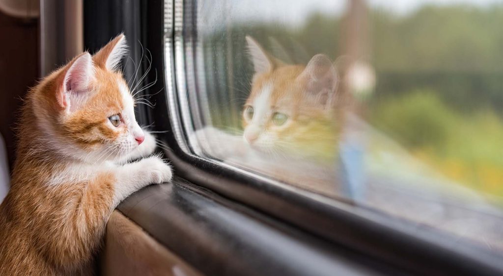 A cat on the train looking out the window.