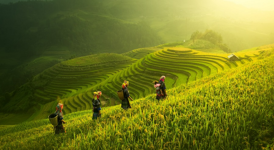 Women walk along a terraced rice field.