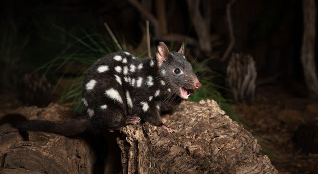 Eastern quoll at night
