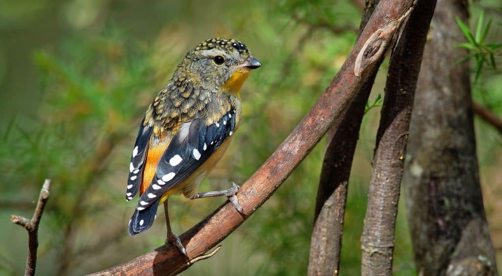 Forty-spotted pardalote., bird sitting on a branch