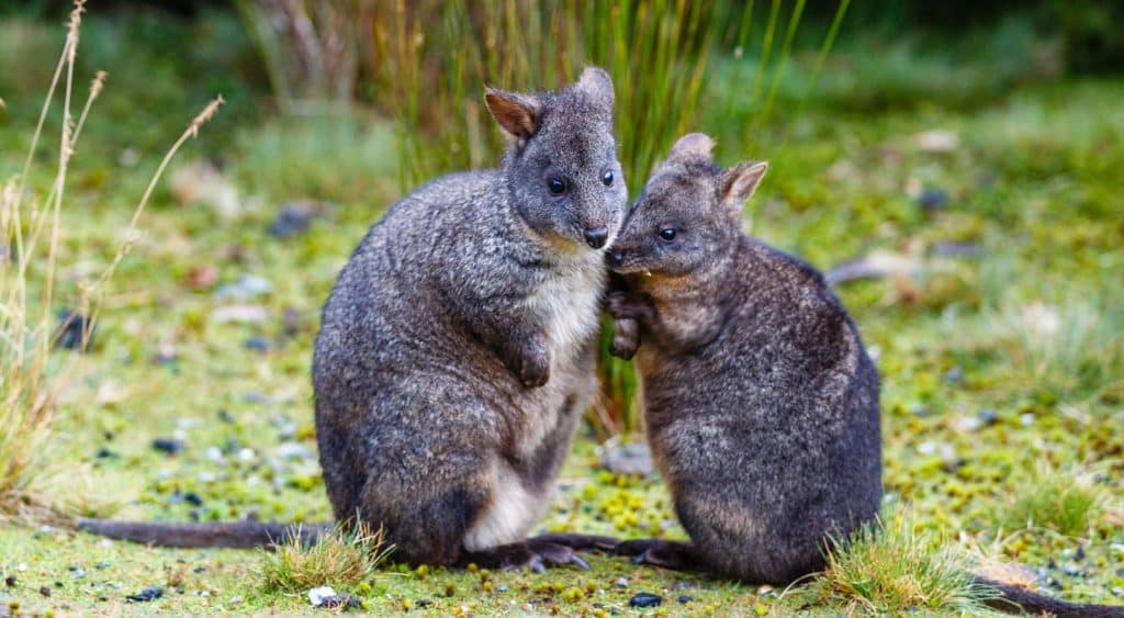 Tasmanian pademelon mother with joey