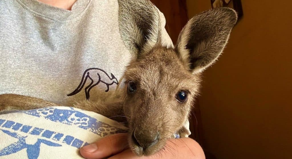 Kangaroo rescuer holding joey.