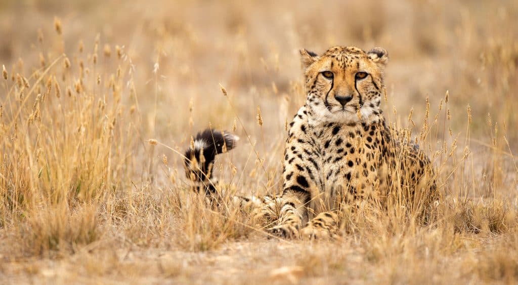 A cheetah sitting among the dry grass at Monarto Safari Resort.