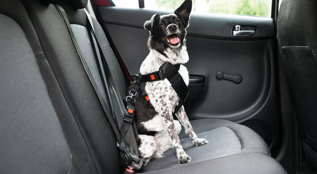 Pet in a restraint in the back seat of a vehicle.