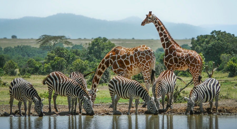 Giraffe and zebras at a waterhole.