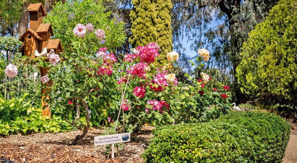 Roses and a bird house