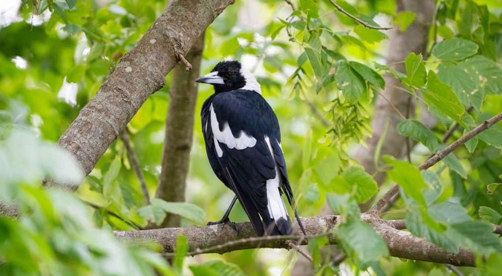 A magpie in the trees.