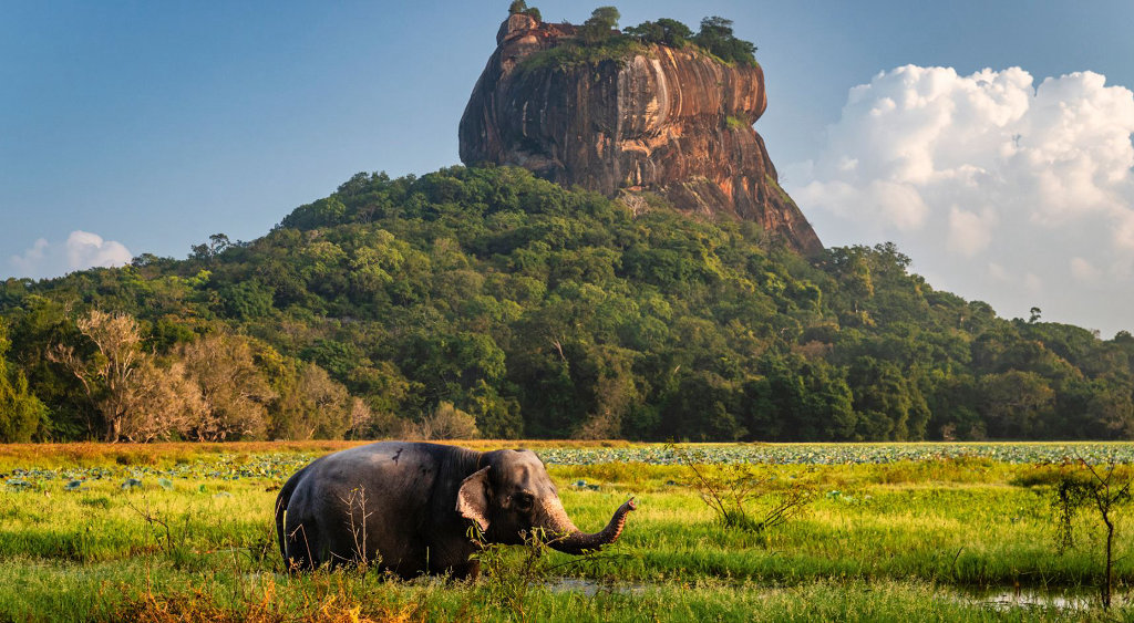 An elephant stands in green grass with a mountain backdrop under a clear blue sky.