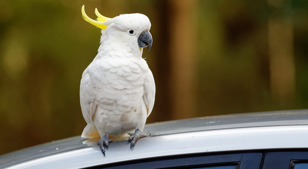A sulphur-crested cockatoo perched on a car roof
